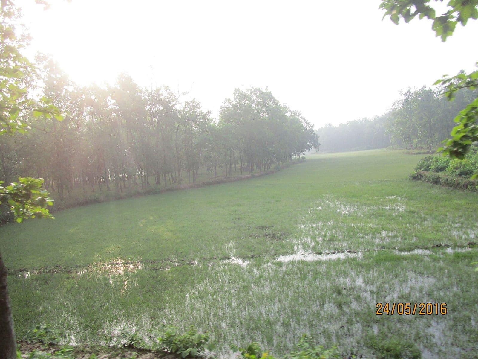 ভাওয়াল জাতীয় উদ্যানের ভেতরে কুয়াশাঘেরা ধানক্ষেত ও গাছের সারি