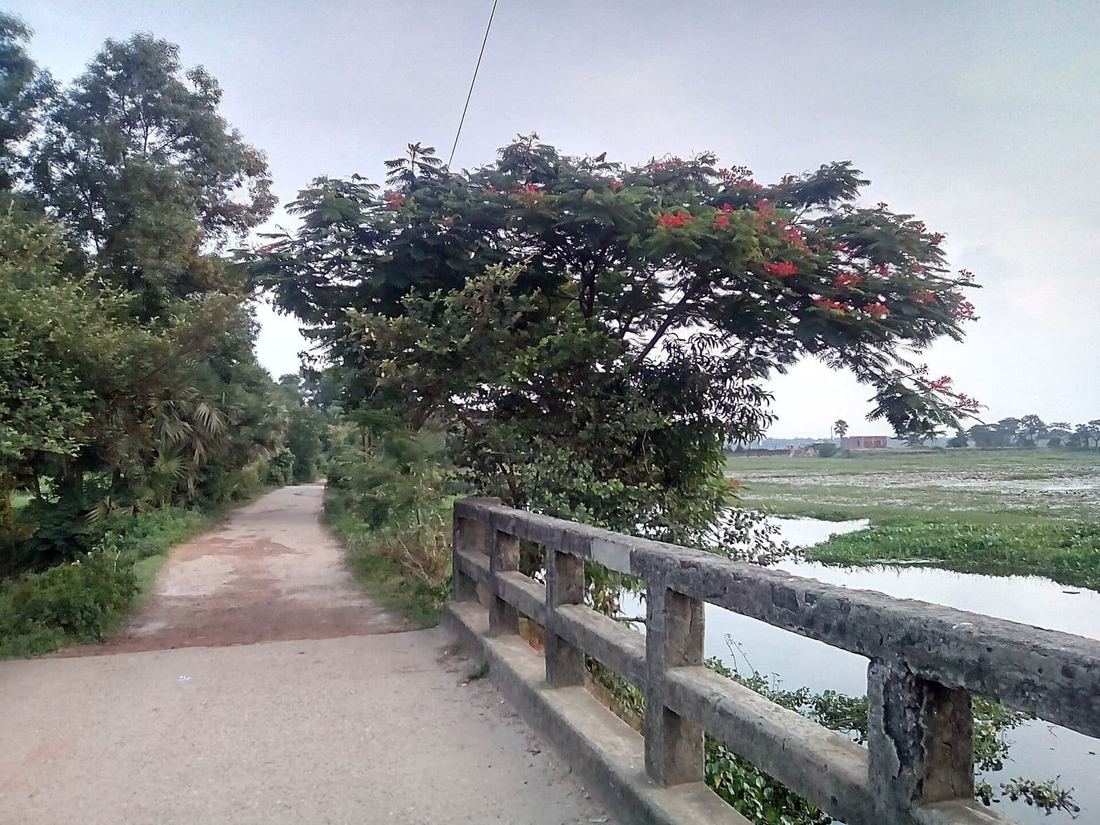 জয়দেবপুরে জলাভূমির পাশে কৃষ্ণচূড়া গাছ ও সেতুর রেলিং