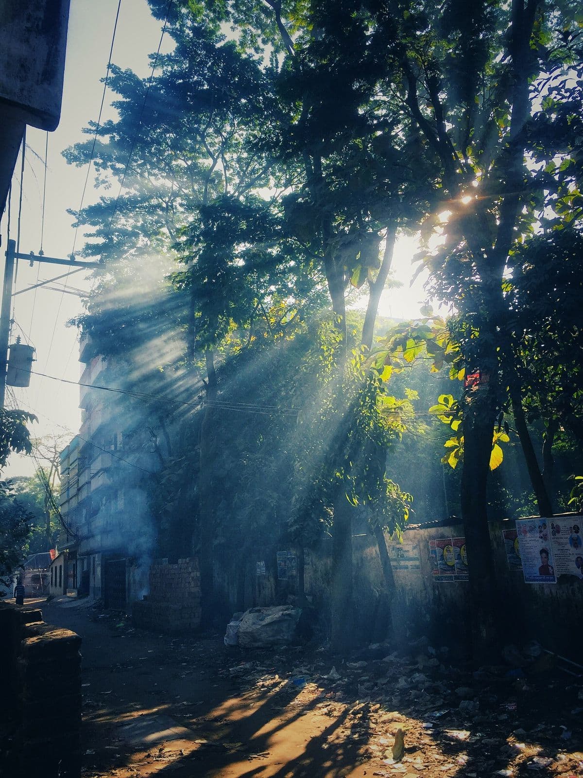 কুয়াশাভরা সকালে টঙ্গীর রাস্তায় গাছের ফাঁক দিয়ে রোদ