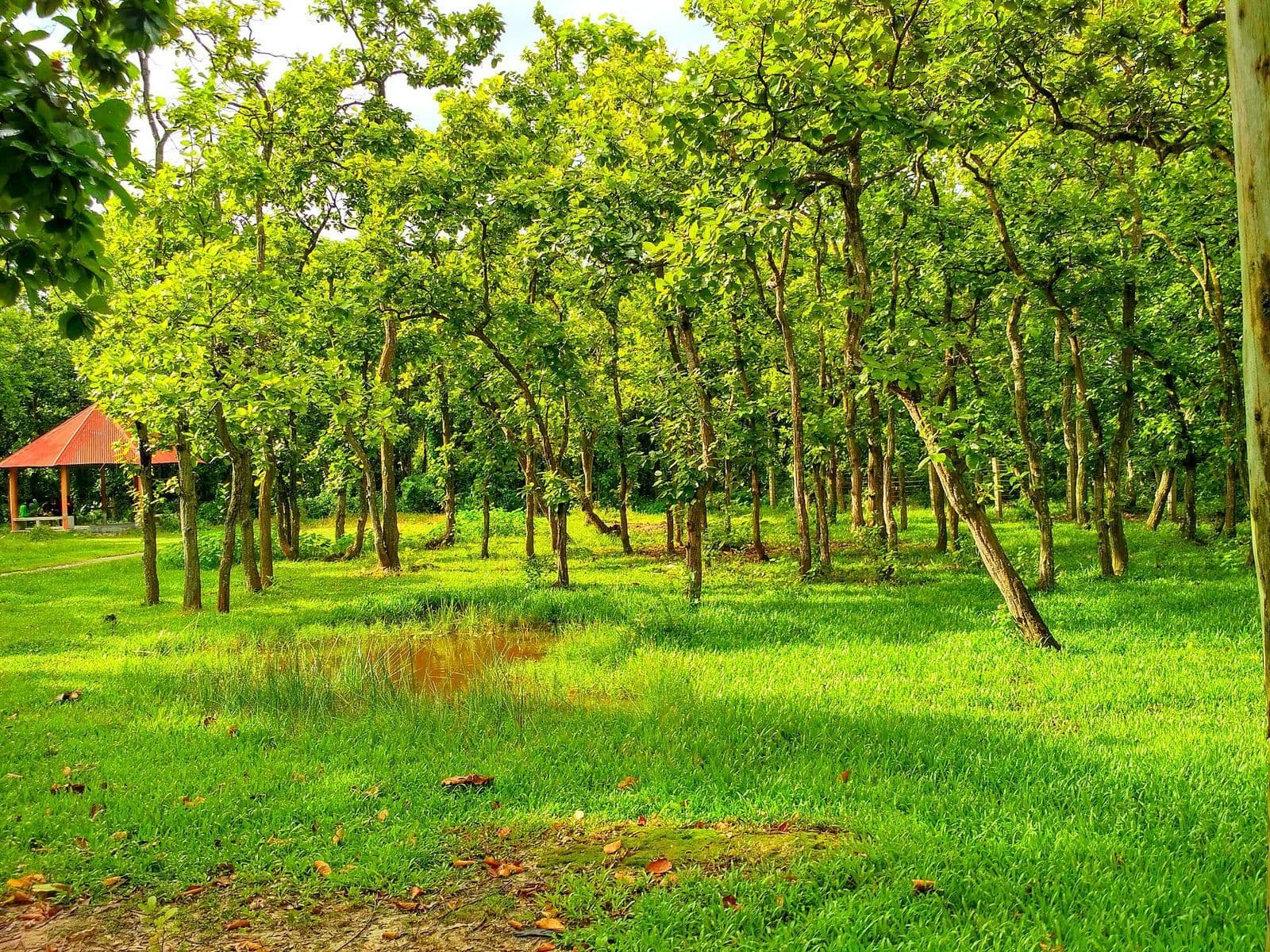 ভাওয়াল জাতীয় উদ্যানের শালবনে সবুজ ঘাস ও একটি বিশ্রাম ছাউনি