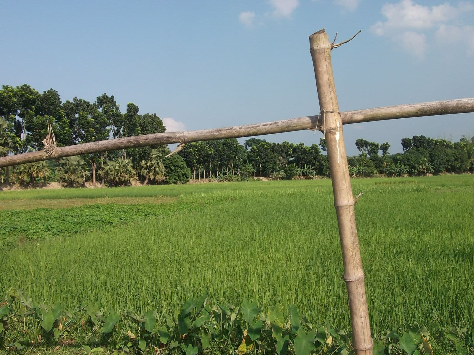 কাপাসিয়ায় বাঁশের বেড়ার ওপারে সবুজ ধানক্ষেত